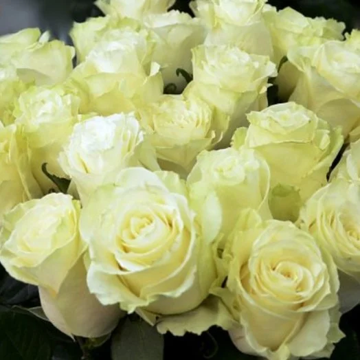 Роза Мондиаль, 70 см