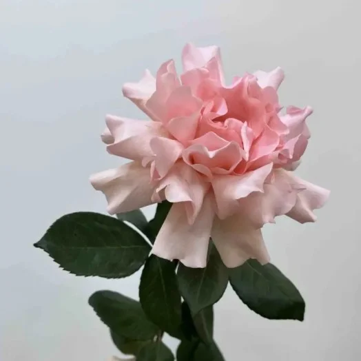 Французская роза, 60 см